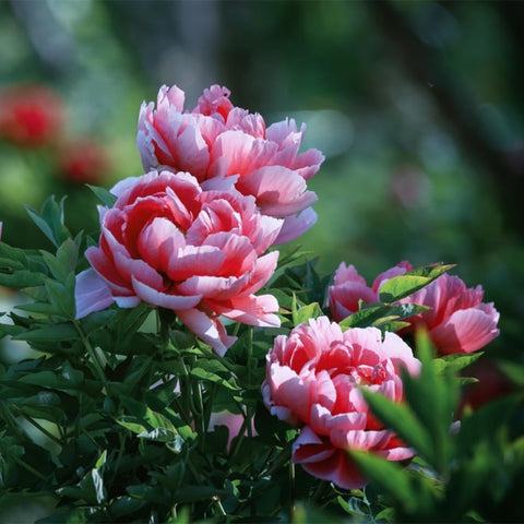 VISTATU peony seeds attract butterflies and pollinators in gardens.