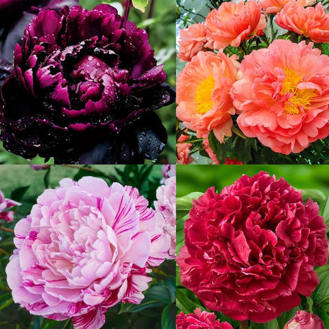 VISTATU peony seeds with USA-made packaging, great for gifting gardeners.