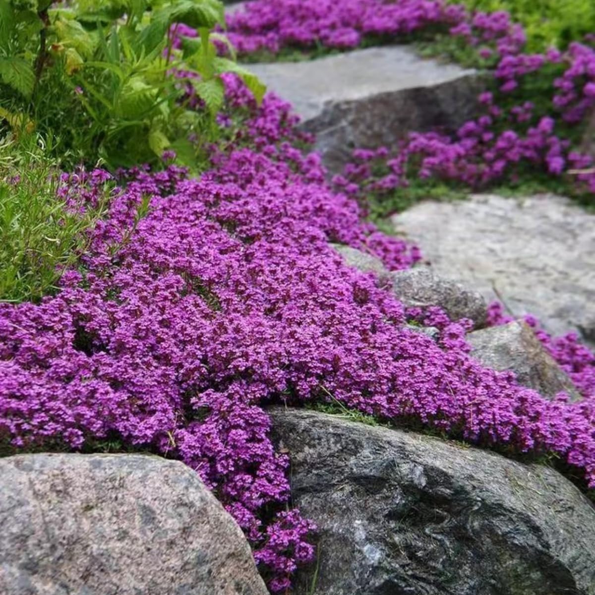 VISTATU perennial-ground-cover thyme forms dense foliage for low-maintenance borders