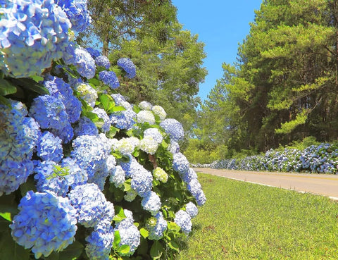 VISTATU hydrangea seeds become perennial plants with lasting blooms.