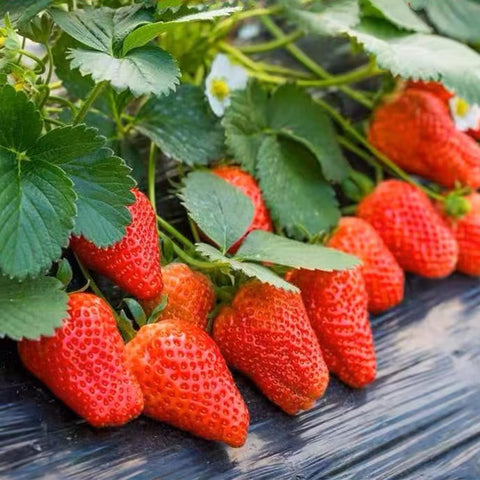 VISTATU perennial strawberry seeds close-up showing non-GMO variety