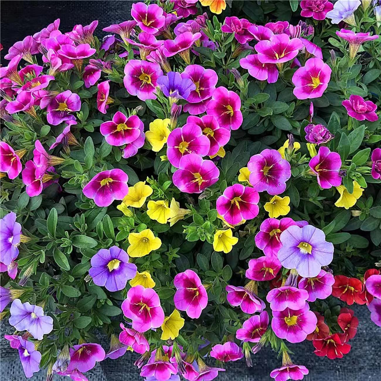 Petunia plants thriving in full sun with well-drained soil from VISTATU