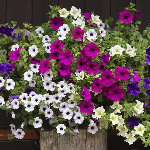 Germinating VISTATU petunia seeds in moist soil for quick start