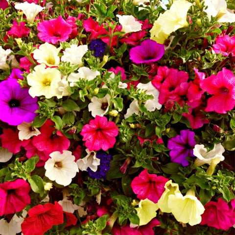 VISTATU petunia grandiflora in a pot for balconies.
