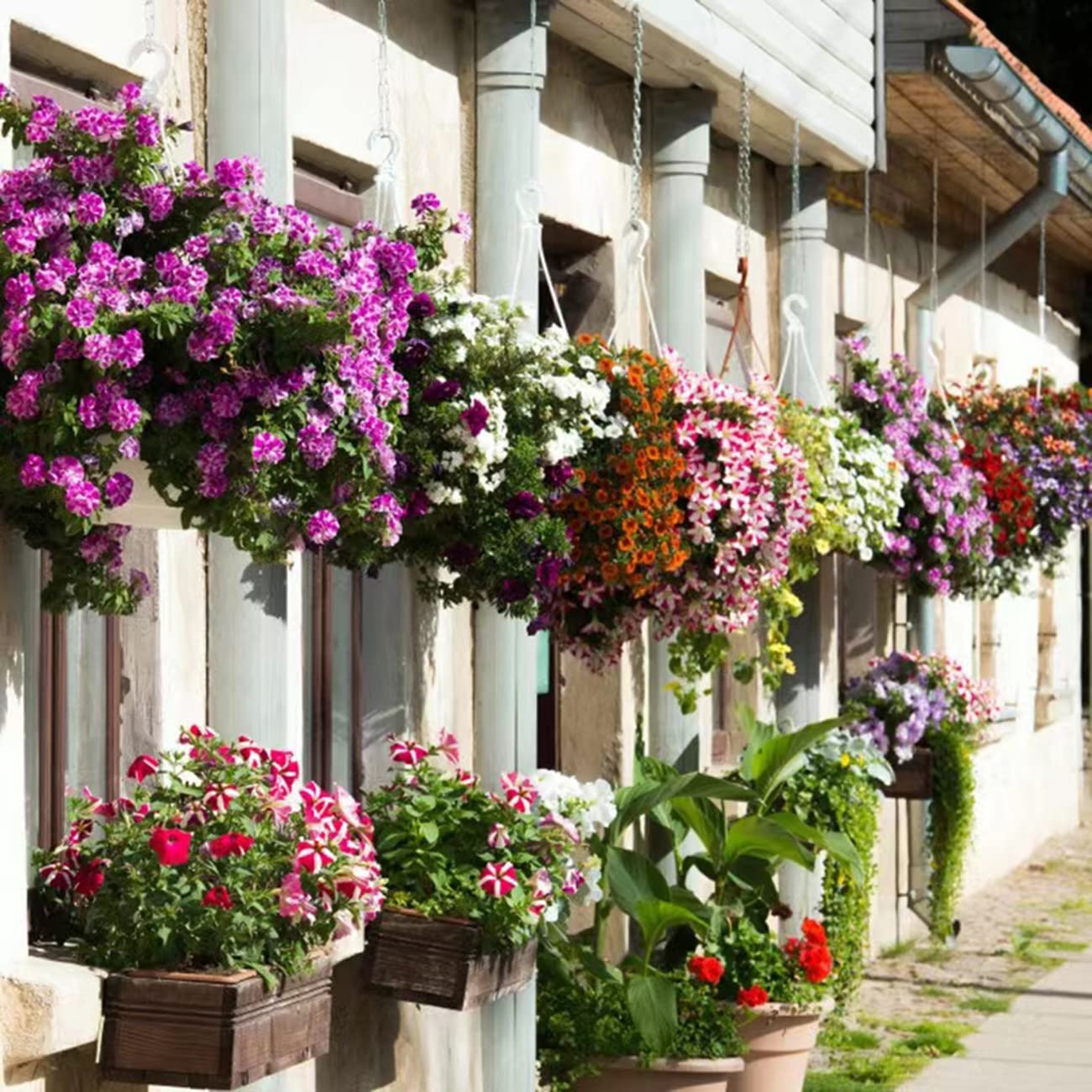 VISTATU garden scene with petunia mix for bonsai and home beds.