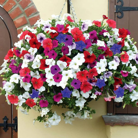 VISTATU rainbow petunia blooms brighten borders and containers.