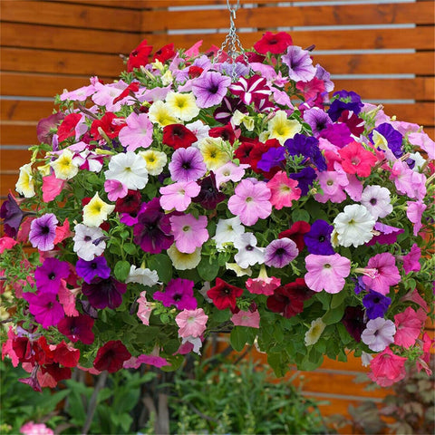 VISTATU Petunia Grandiflora rainbow mix in a bonsai-style display for color depth