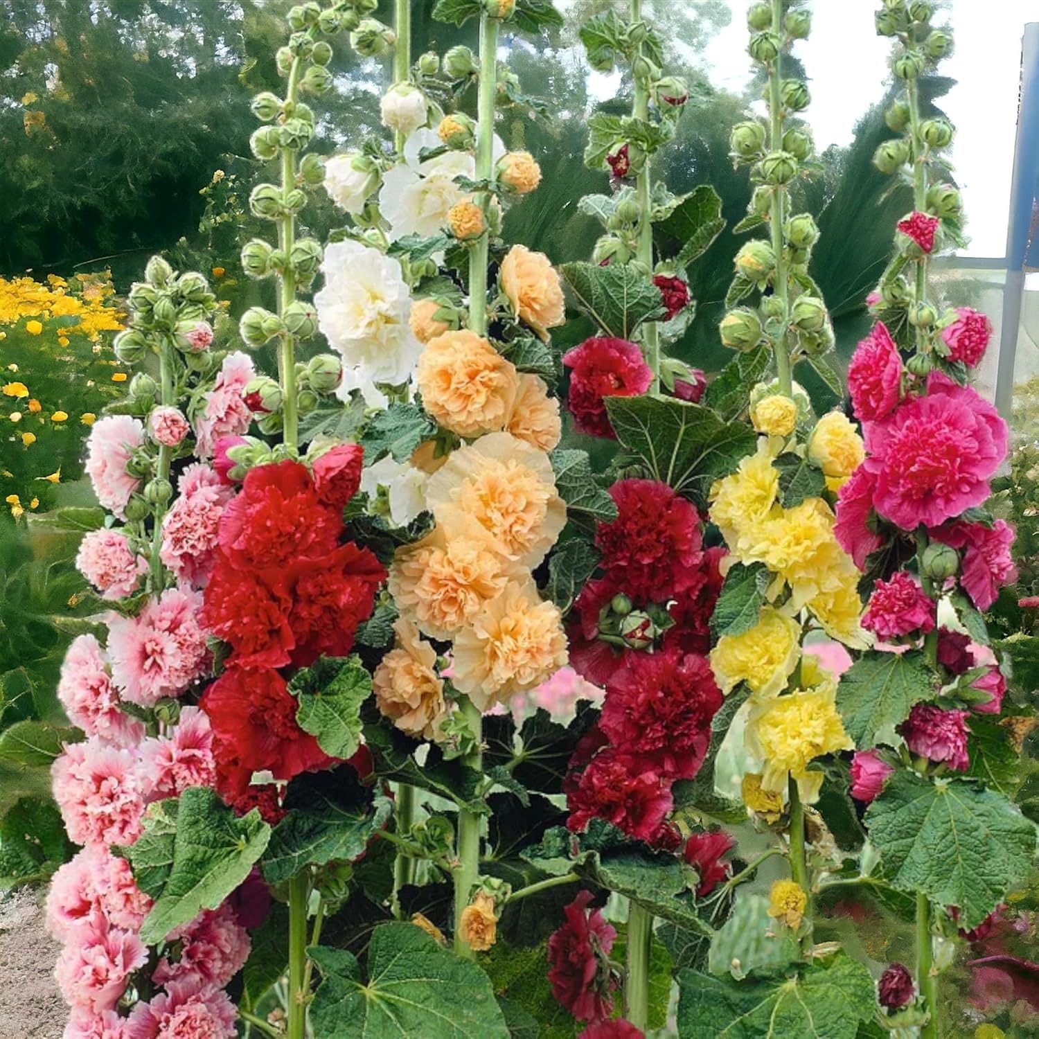 VISTATU planting windows include late summer and spring.