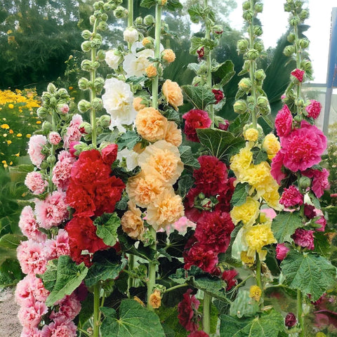 VISTATU planting windows include late summer and spring.