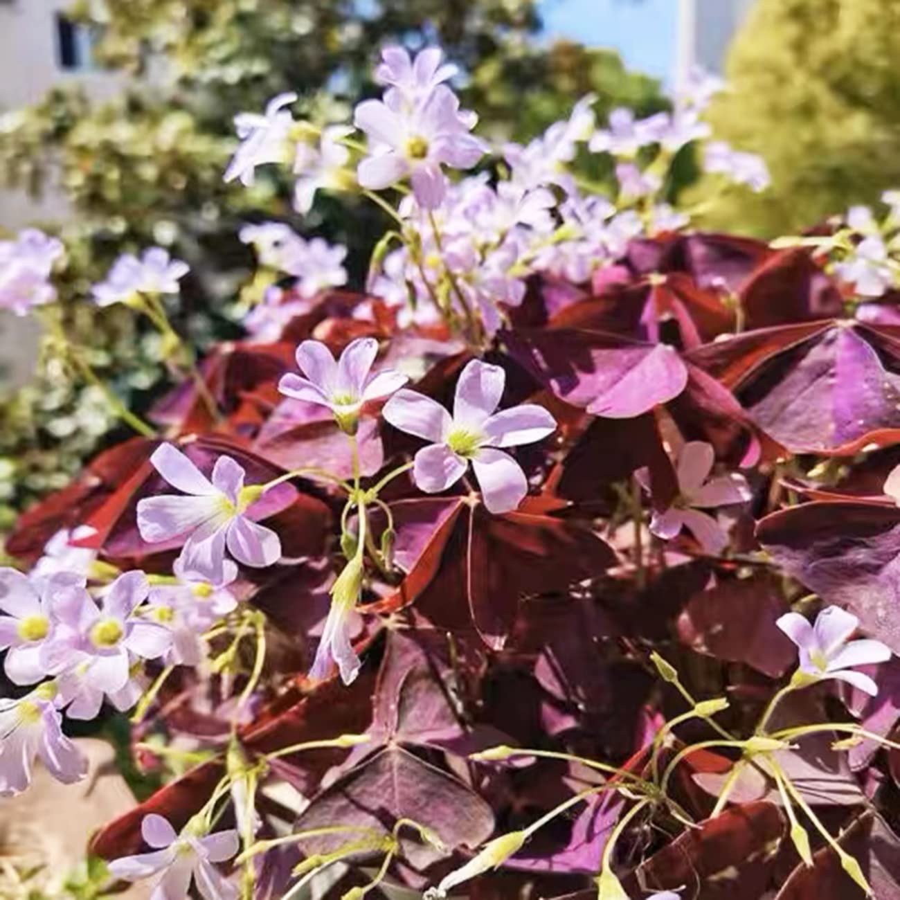 VISTATU planting tips for full sun and proper depth.