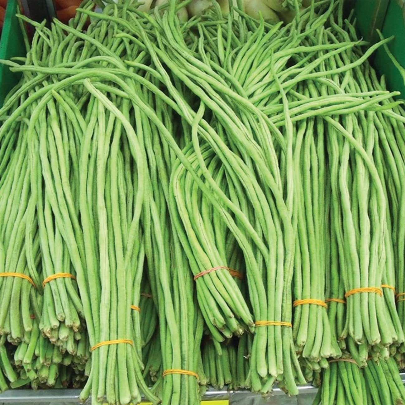 VISTATU yard-long beans planted in a sunlit garden bed