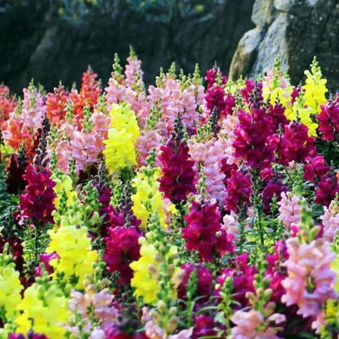 VISTATU Pollinator-friendly garden scene with bees and butterflies