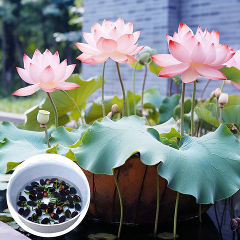 VISTATU pond garden setting with lilies for wildlife-friendly beauty.