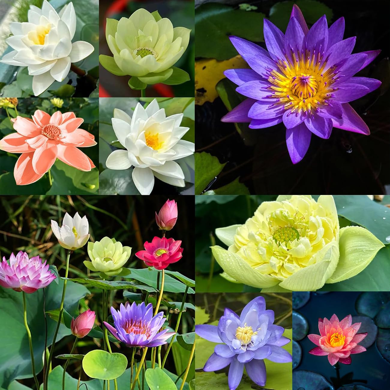 vistatu-pond-garden-setup-guide shows easy planting in still-water features.