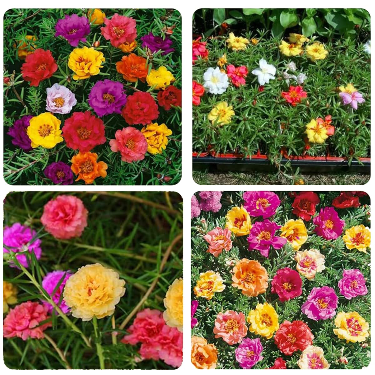 VISTATU portulaca border edging with trailing, low-height color.