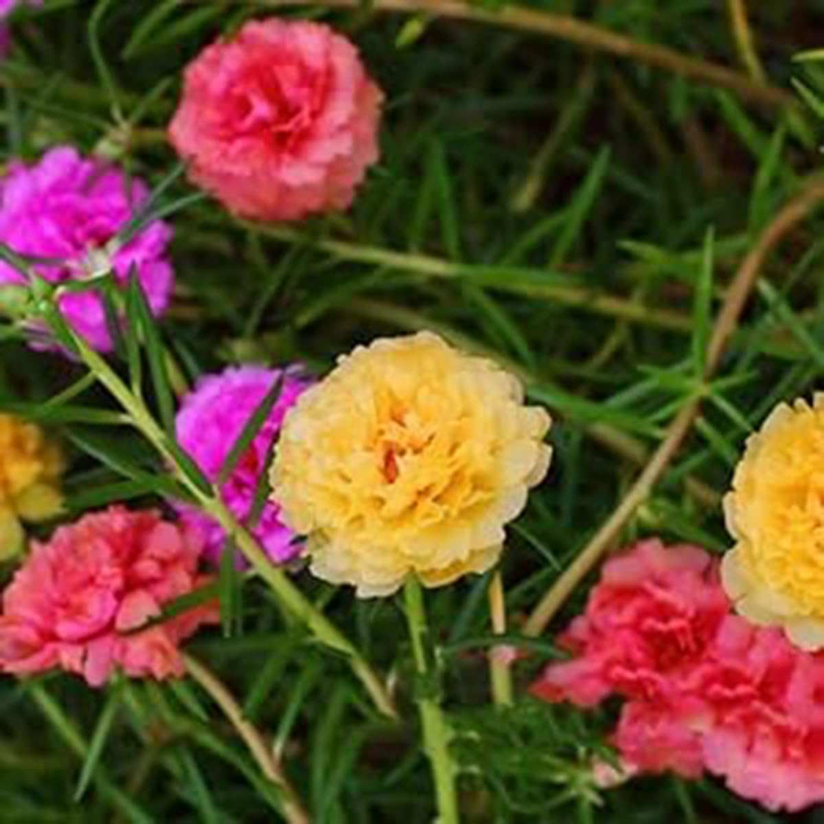 VISTATU drought-tolerant leaves stay fresh during hot spells.