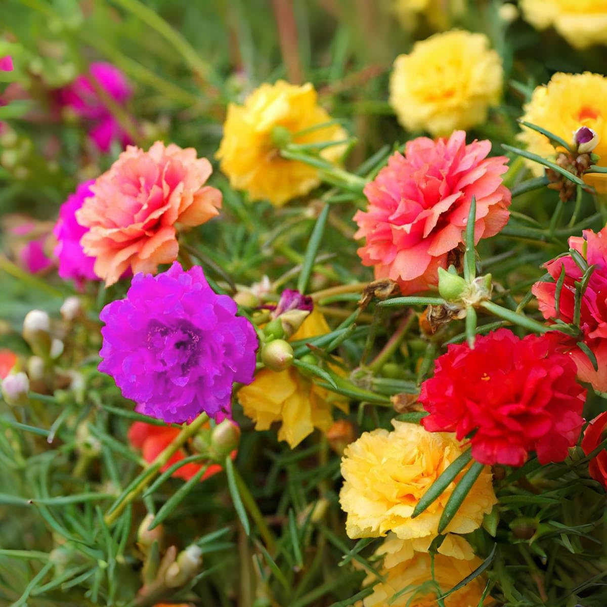 VISTATU portulaca grandiflora heat-tolerant bloom in hot summer landscape.