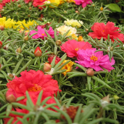 VISTATU portulaca grandiflora seeds mixed color spreading across a sunny bed for vibrant ground cover.