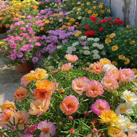 VISTATU portulaca seeds drought-resilient foliage ideal for sunny borders.