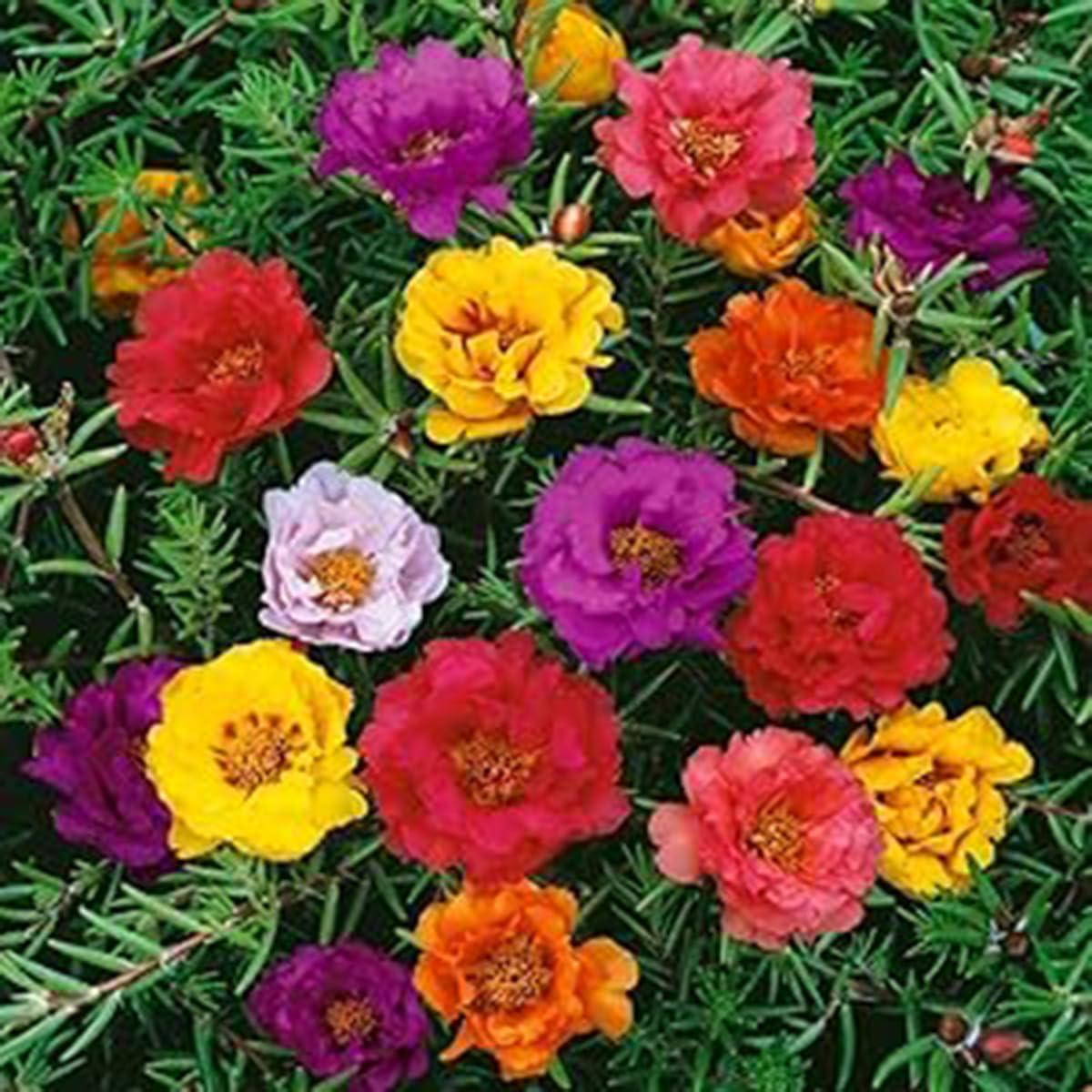 VISTATU portulaca seeds heat-tolerant annual for xeriscaping.
