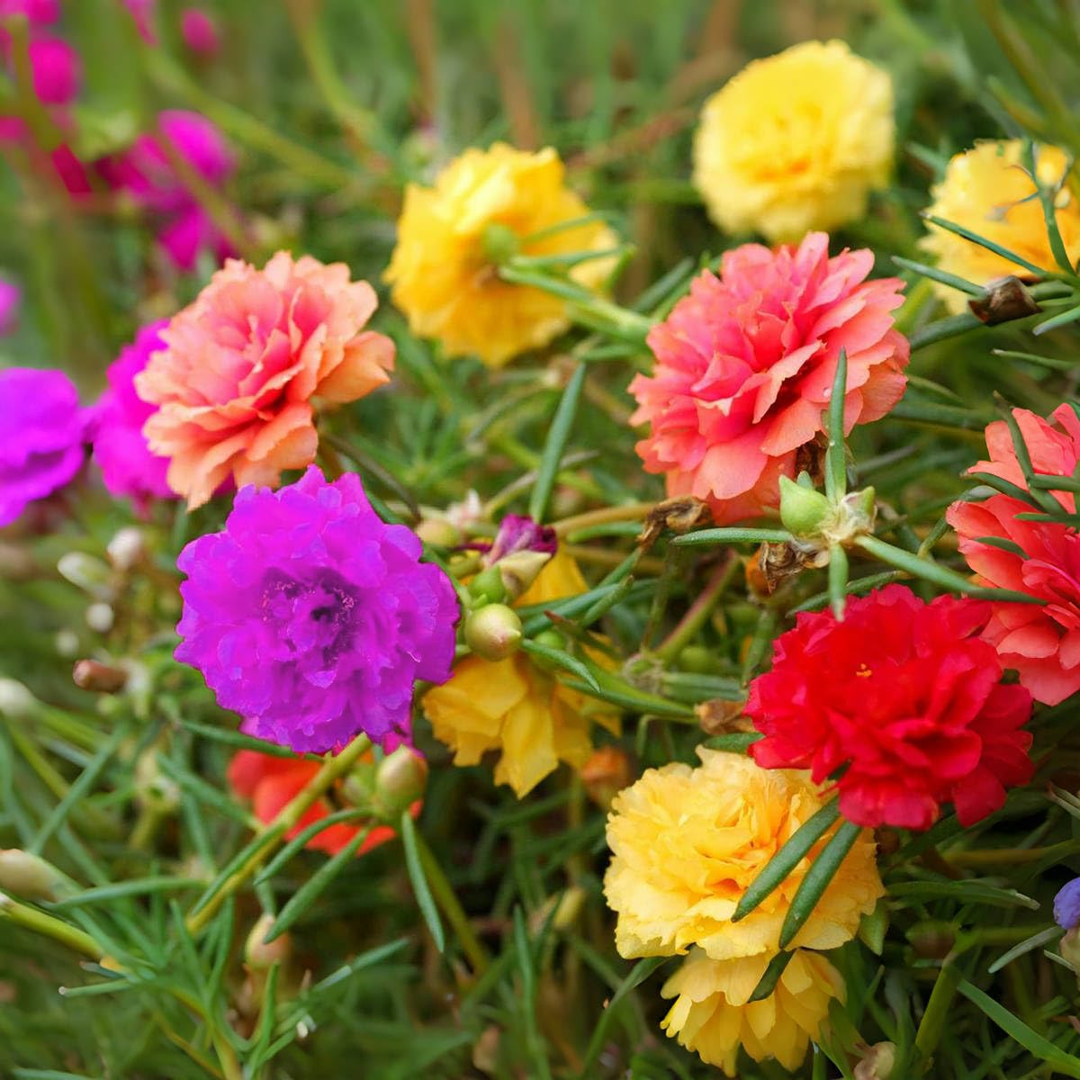 VISTATU portulaca moss rose seeds in mixed colors blooming in full sun.
