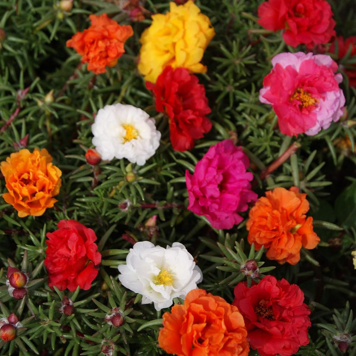VISTATU surface sow seeds for quick germination and color.