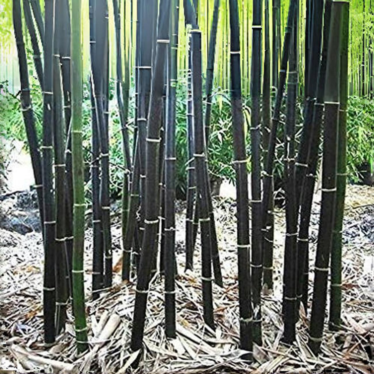VISTATU privacy screen bamboo growth from seed to lush garden privacy