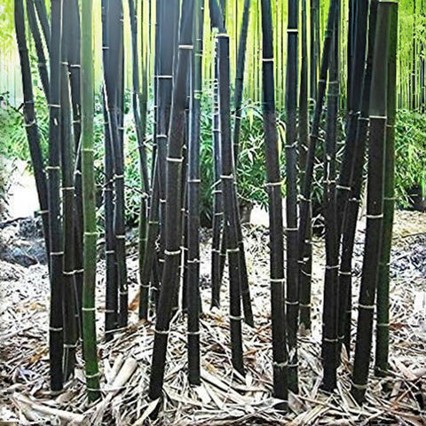 VISTATU privacy screen bamboo growth from seed to lush garden privacy