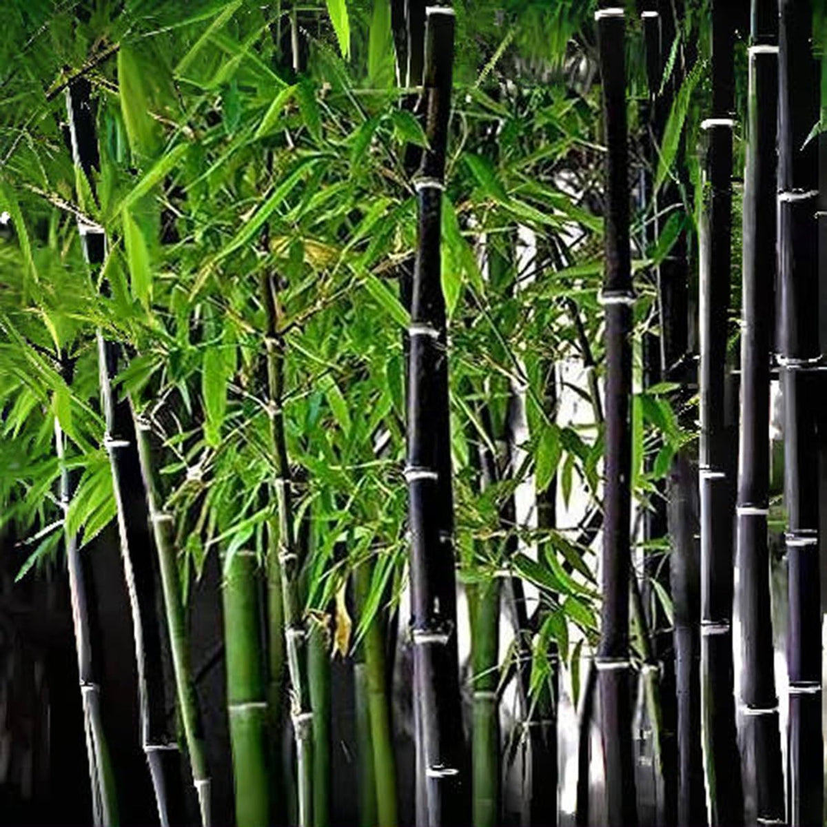 VISTATU purple-black bamboo seeds pack for vibrant garden privacy screening