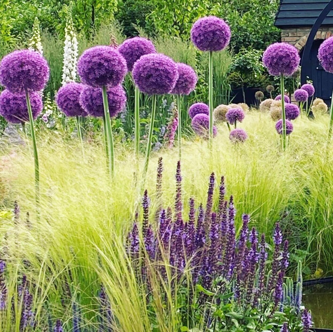 VISTATU purple-blue allium seeds packet ready for planting in sunny borders