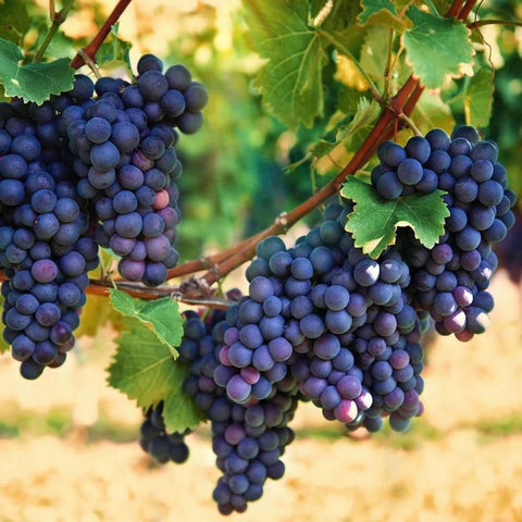 VISTATU purple Concord seeds close-up highlighting quality and viability.