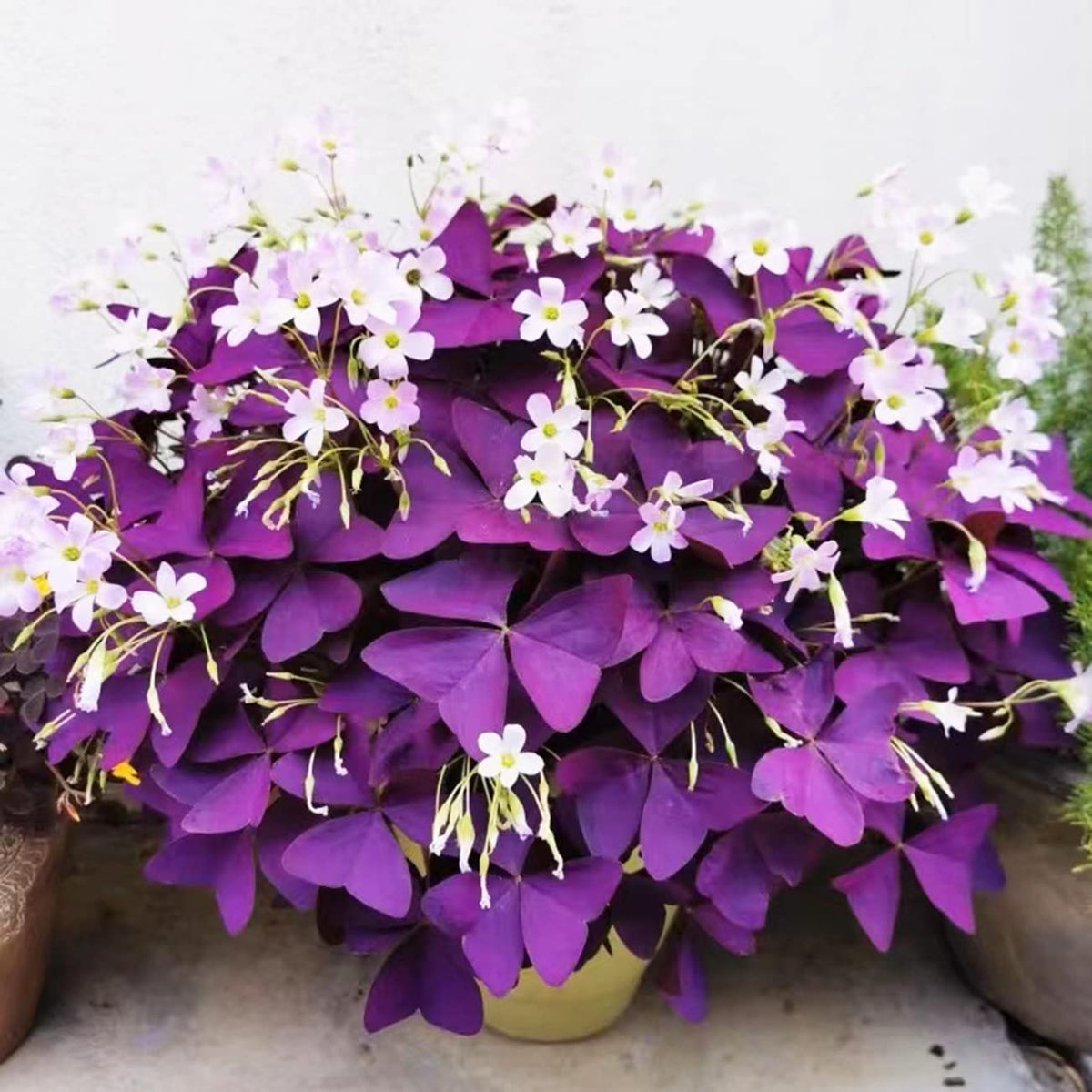 VISTATU purple shamrock oxalis triangularis bulbs for year-round indoor and outdoor blooms.