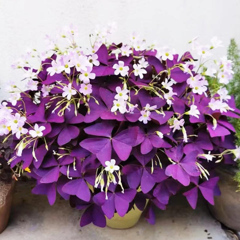 VISTATU purple shamrock oxalis triangularis bulbs for year-round indoor and outdoor blooms.