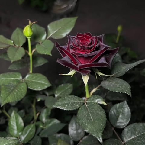 VISTATU rose seeds garden-ready view perfect for planning backyard beds.