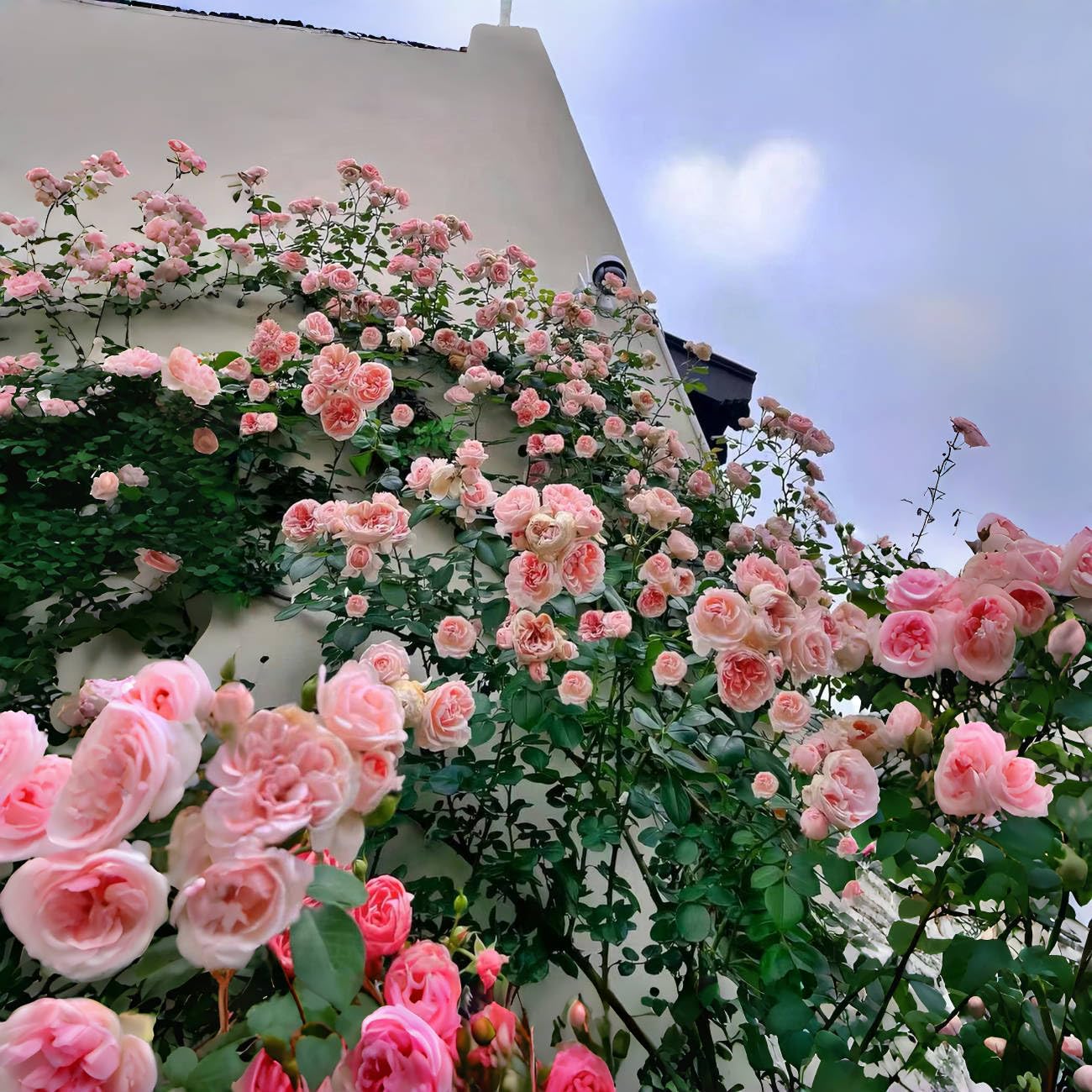 VISTATU pink climbing rose seeds in soil ready to germinate