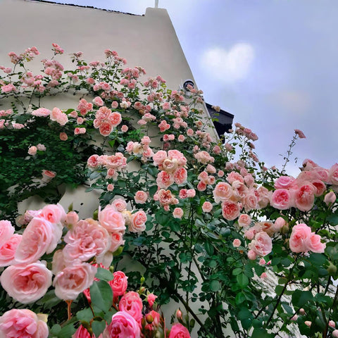 VISTATU pink climbing rose seeds in soil ready to germinate
