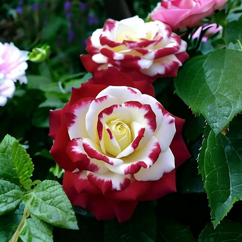 VISTATU 100+ seeds offer abundant options for beds or gifting.