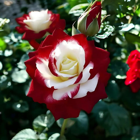 VISTATU twin red white roses add striking color to borders and containers.