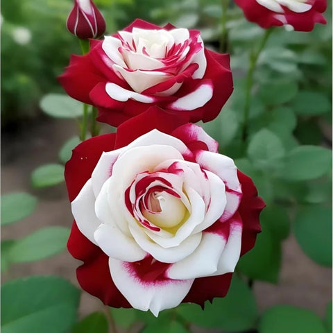 VISTATU planting guide included to plan spring and fall sowing.