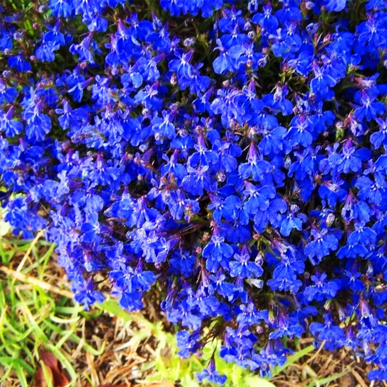 VISTATU shaker method demonstrates even thyme seed distribution for uniform coverage.