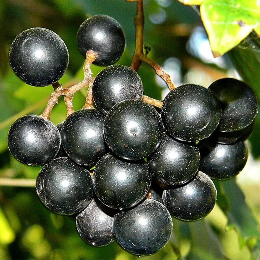 VISTATU seedling-ready grape vines for easy outdoor or container growth.