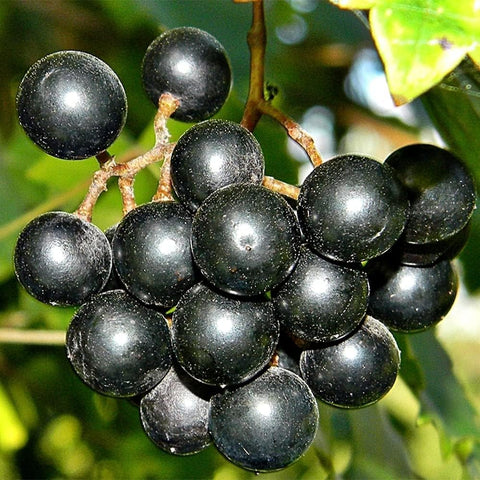 VISTATU seedling-ready grape vines for easy outdoor or container growth.
