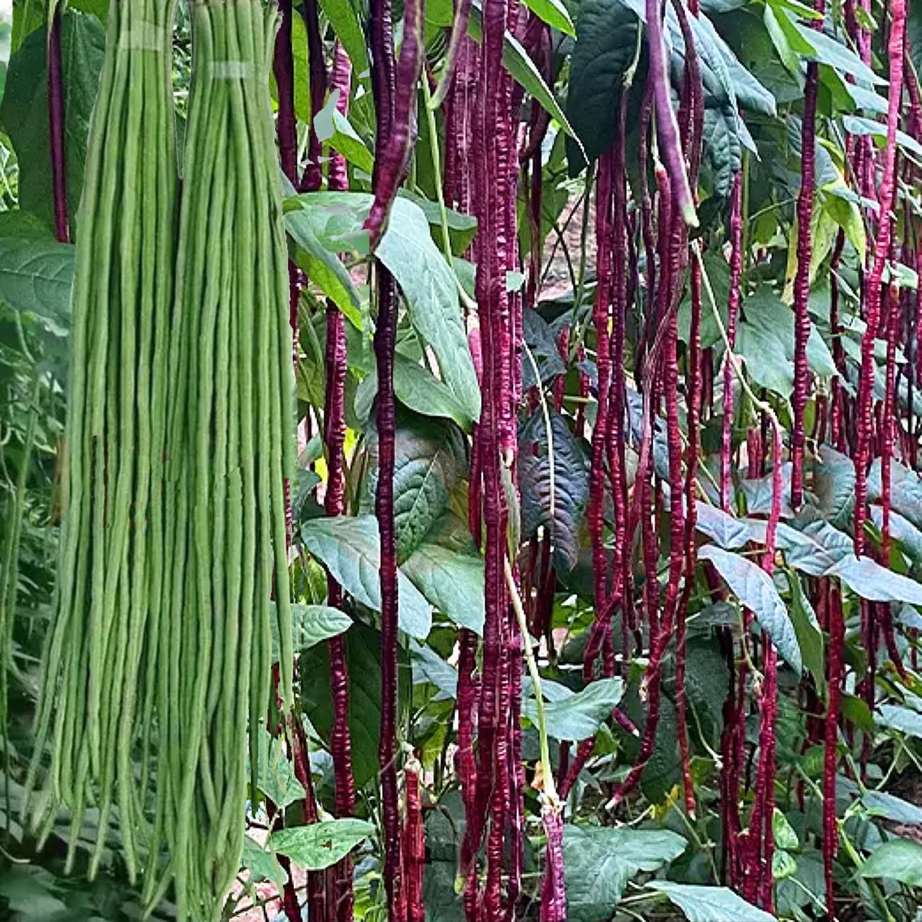 VISTATU yard-long bean seeds packet closeup for easy home gardening