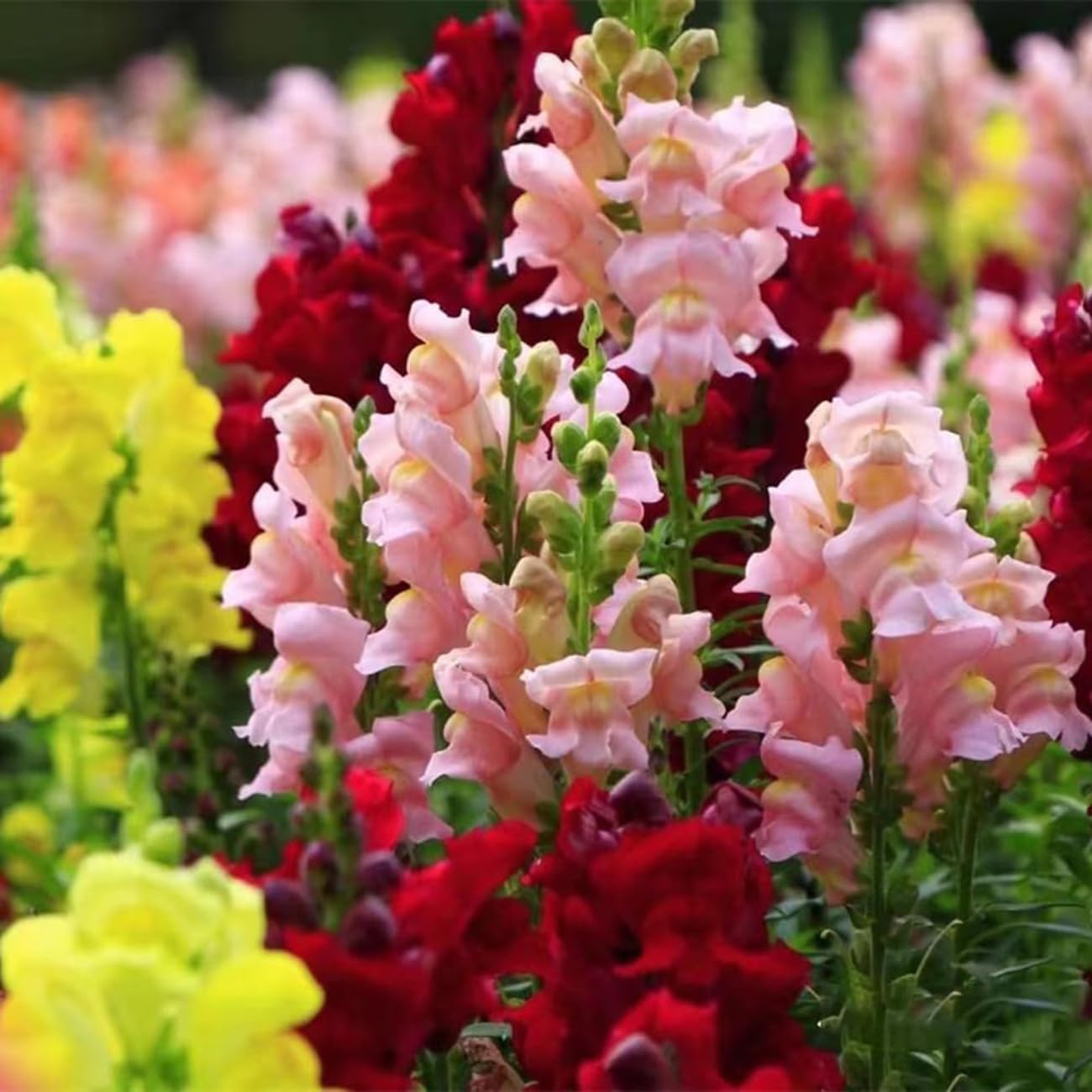 VISTATU Snowflake Snapdragon bloom in sunlight with delicate white petals