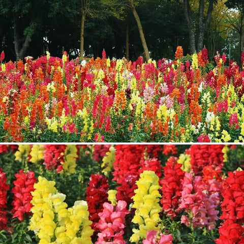 VISTATU Perennial Snapdragon blooming year after year