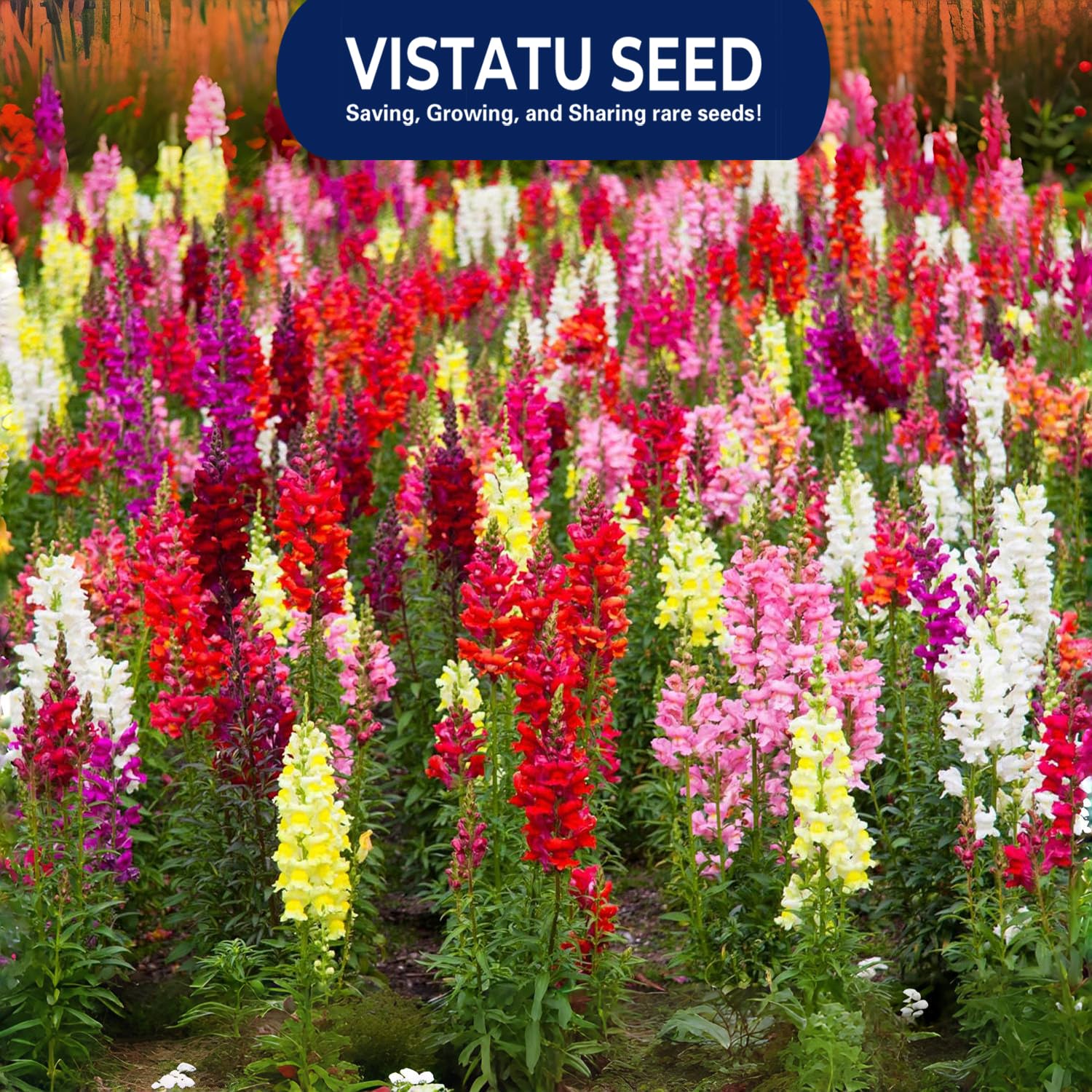 VISTATU Snowflake Snapdragon seed close-up showing tiny seeds for outdoor sowing