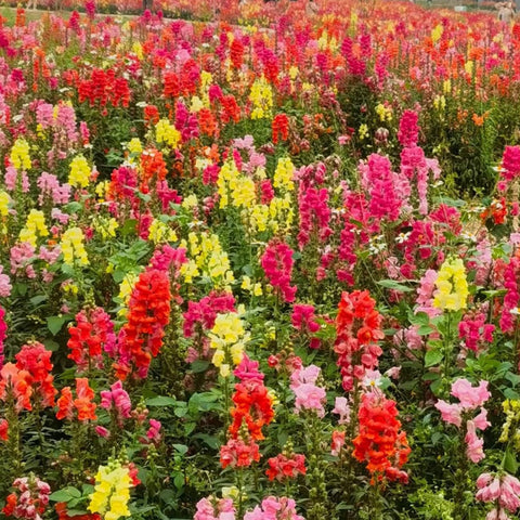 VISTATU Snowflake Snapdragon seed pack 6000 ready for pollinator-friendly planting