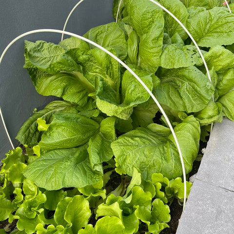 VISTATU 4000+ seeds highlight quick germination timeline