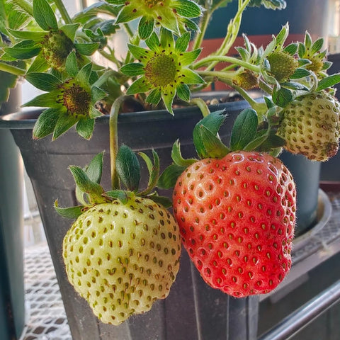 VISTATU strawberry seeds ready for harvest with delicious homegrown fruit.