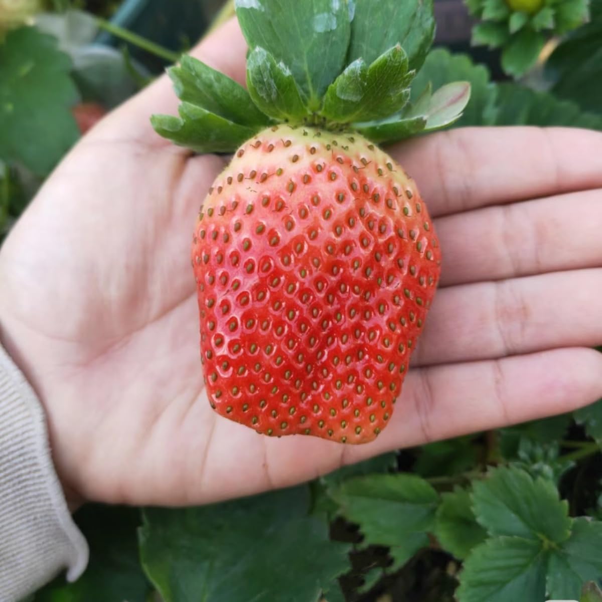 VISTATU strawberry seeds in soil showing germination potential for lush yields.